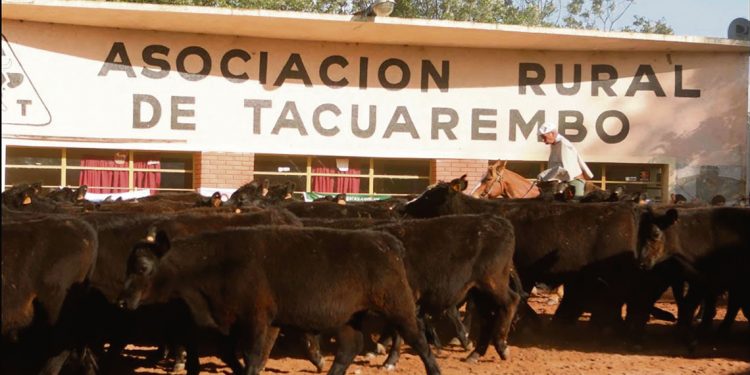 Presidente de la Rural de Tacuarembó dijo que el objetivo es que el ganado no siga muriendo