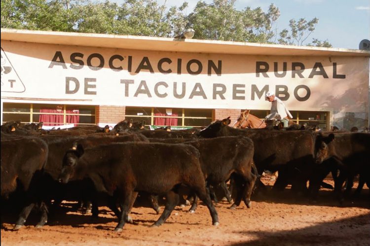 Presidente de la Rural de Tacuarembó dijo que el objetivo es que el ganado no siga muriendo