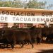 Presidente de la Rural de Tacuarembó dijo que el objetivo es que el ganado no siga muriendo