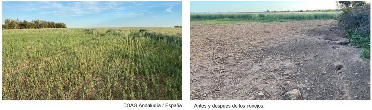Conejos arrasan el campo español y causan pérdidas millonarias