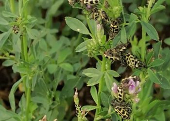 INIA confirmó que el escarabajo siete de oro es tóxico para el ganado vacuno