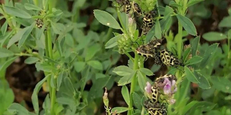 INIA confirmó que el escarabajo siete de oro es tóxico para el ganado vacuno