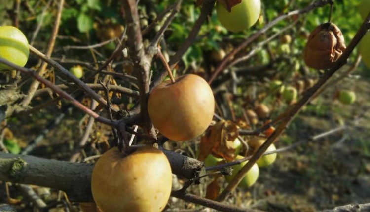 Agricultores estiman que las pérdidas para el sector rondarán los US$ 1800 millones