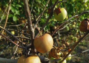Sector frutícola: la sequía demostró que es más importante el agua que la tierra