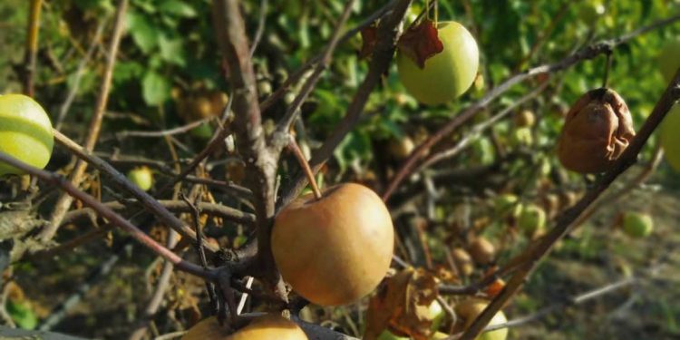 Sector frutícola: la sequía demostró que es más importante el agua que la tierra