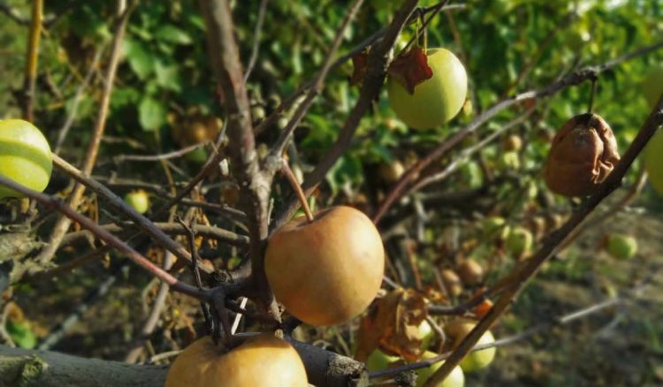 Sector frutícola: la sequía demostró que es más importante el agua que la tierra
