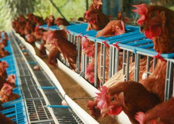 Uruguay presentó tres focos de gripe aviar y autoridades recomiendan denunciar por casos sospechosos