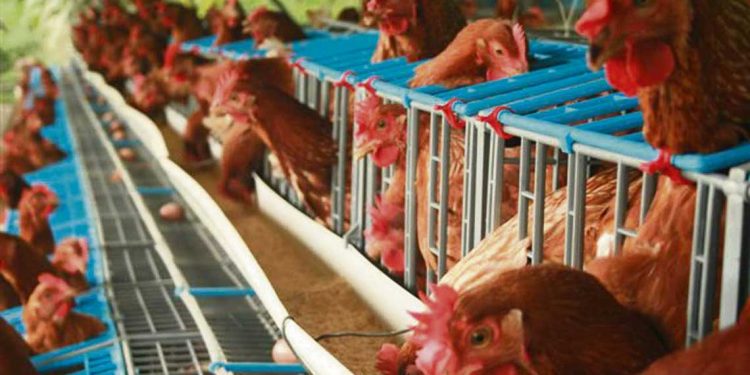 Uruguay presentó tres focos de gripe aviar y autoridades recomiendan denunciar por casos sospechosos