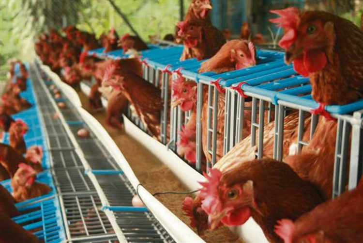 Uruguay presentó tres focos de gripe aviar y autoridades recomiendan denunciar por casos sospechosos