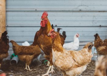 Se detectó influenza aviar en Montevideo, pero se mantiene el estatus sanitario