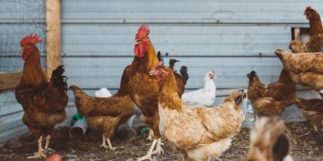 Se detectó influenza aviar en Montevideo, pero se mantiene el estatus sanitario