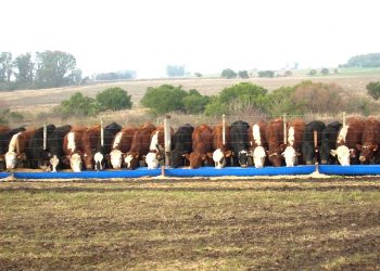 Está pronto el decreto que reduce costos para la importación de alimento animal