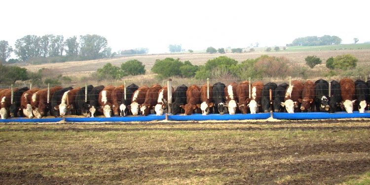 Está pronto el decreto que reduce costos para la importación de alimento animal