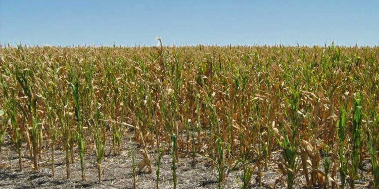 Agricultores estiman que las pérdidas para el sector rondarán los US$ 1800 millones