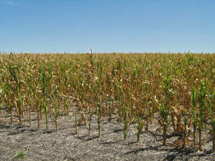 Agricultores estiman que las pérdidas para el sector rondarán los US$ 1800 millones