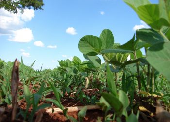 Servicios Agrícolas recuerda que el uso de Paraquat no está registrado para soja