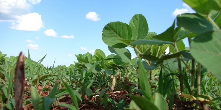 Servicios Agrícolas recuerda que el uso de Paraquat no está registrado para soja