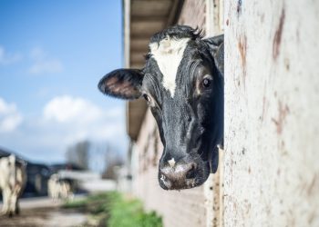 El precio de la leche en polvo entera bajó, pero se mantiene estable