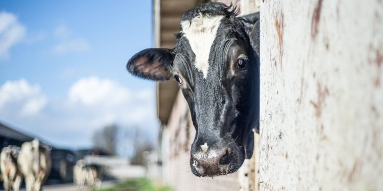 El precio de la leche en polvo entera bajó, pero se mantiene estable