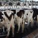 Para la lechería, el saldo neto de la crisis es de US$ 270 por vaca en ordeñe
