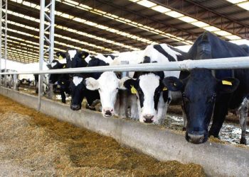 Tambero de Canelones suspendió la producción por falta de alimentos