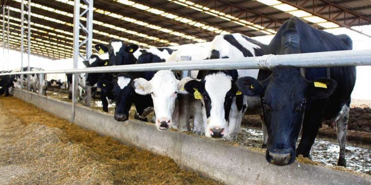 Tambero de Canelones suspendió la producción por falta de alimentos