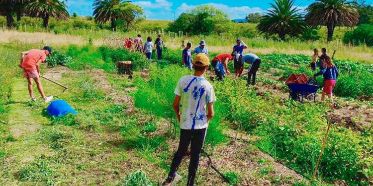 Escuela Agraria Gregorio Aznárez se lució con excelente producción de boniatos