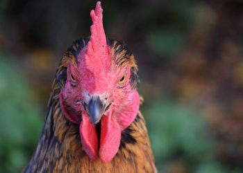Cámara avícola pidió mayor involucramiento científico respecto a la gripe aviar