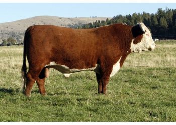 Hereford lanzó la jura de novillos en la Expo Prado con participación de alumnos de UTU