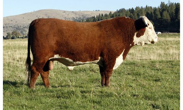 Hereford lanzó la jura de novillos en la Expo Prado con participación de alumnos de UTU