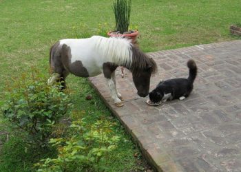 Mini Falabella, pequeños caballos que fueron atracción en la Expo Melilla