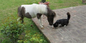 Mini Falabella, pequeños caballos que fueron atracción en la Expo Melilla