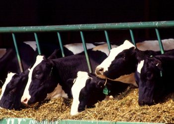 Fonterra: la leche sube y recupera valor