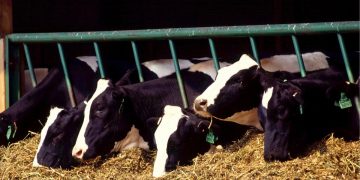 Fonterra: la leche sube y recupera valor