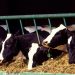 Fonterra: la leche sube y recupera valor