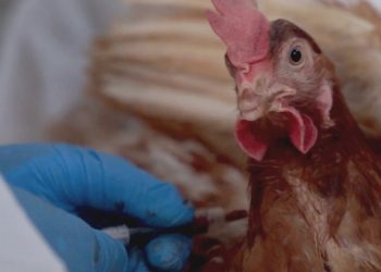 En mayo comenzará la vacunación obligatoria de aves contra la influenza aviar