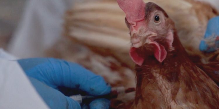 En mayo comenzará la vacunación obligatoria de aves contra la influenza aviar