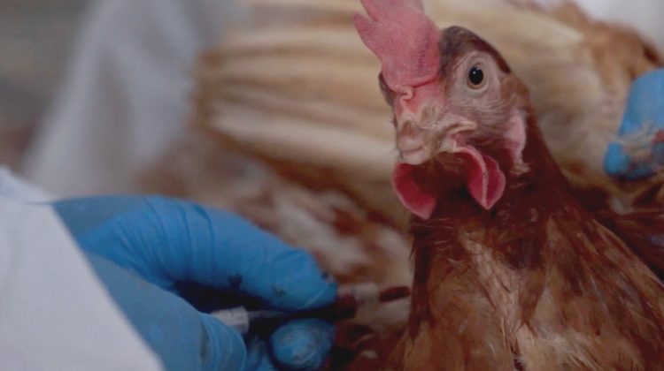 En mayo comenzará la vacunación obligatoria de aves contra la influenza aviar