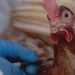 En mayo comenzará la vacunación obligatoria de aves contra la influenza aviar