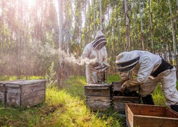 La caída de precios de la miel repercute en los productores nacionales