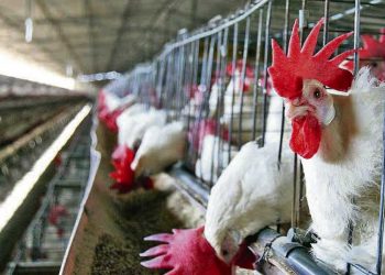 Desde la Cámara de procesadoras avícolas no se descarta la llegada de la gripe aviar a sus productores