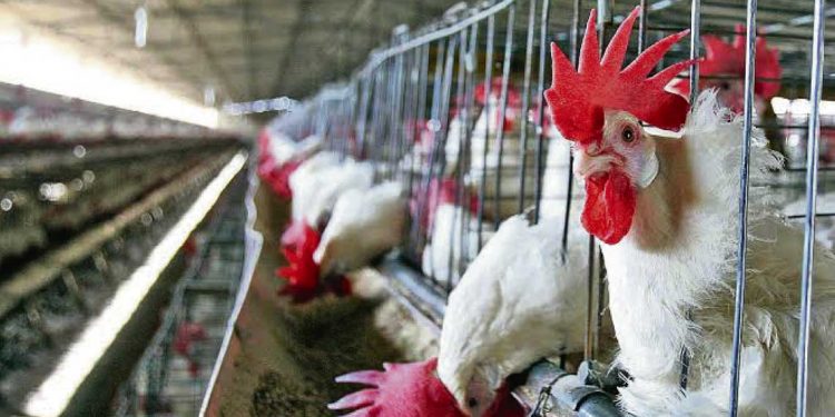 Desde la Cámara de procesadoras avícolas no se descarta la llegada de la gripe aviar a sus productores