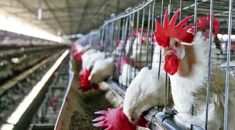 Desde la Cámara de procesadoras avícolas no se descarta la llegada de la gripe aviar a sus productores