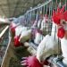 Desde la Cámara de procesadoras avícolas no se descarta la llegada de la gripe aviar a sus productores