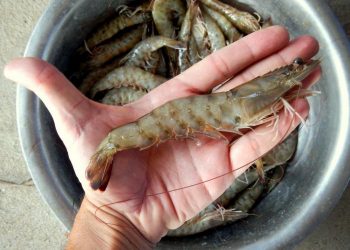 Retraso en la habilitación derivó en una baja zafra de camarones en Rocha