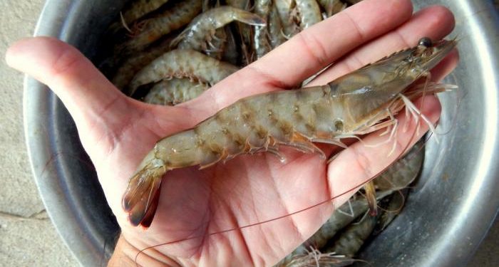 Retraso en la habilitación derivó en una baja zafra de camarones en Rocha