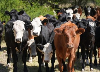 Se extiende el plazo para recibir ración y/o fardos