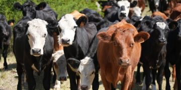 Se extiende el plazo para recibir ración y/o fardos