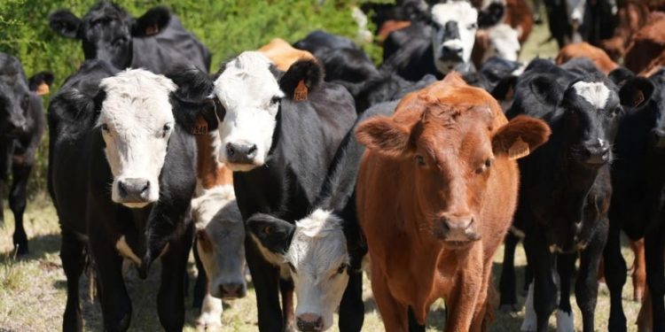 Se extiende el plazo para recibir ración y/o fardos