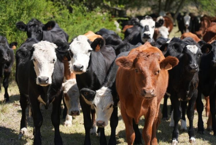 Se extiende el plazo para recibir ración y/o fardos